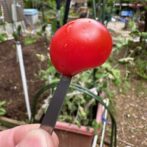 PIGをプチトマトに刺した画像